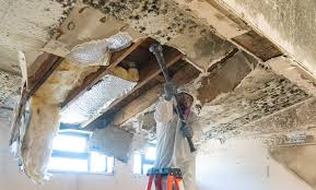 Best Mold Remediation for Rental Properties  in Sonterra, TX